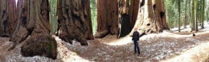 Nearly snowless giant sequoias at Sequoia National Park in March.