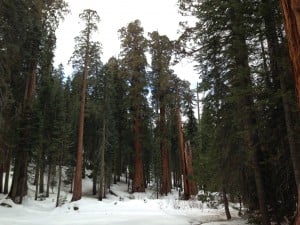 In Sequoia National Park, few places in the forest still had a foot of snow on the ground like this part of Giant Forest.