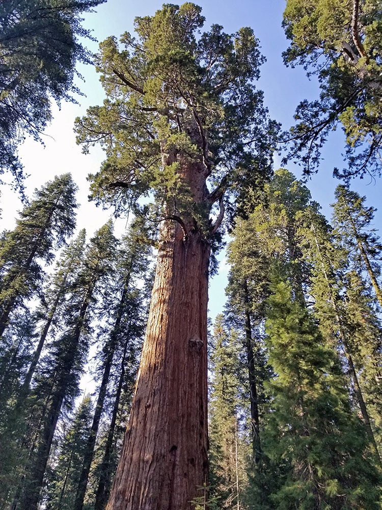 Towering giant sequoia in Giant Sequoia National Monument.