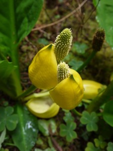 The smelly and brightly-colored flowers of skunk cabbage.