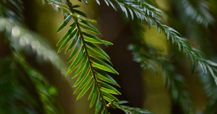 Soda Springs Reserve, by Mike Shoys