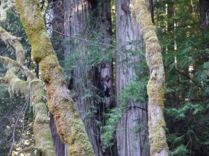 Steve Sillett climbing up a tall double redwood in Del Norte County.