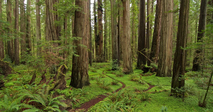 Jedediah Smith Redwoods State Park
