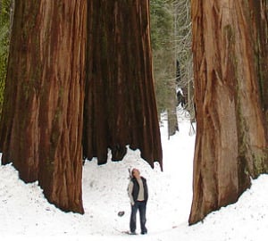 Giant sequoias in the snow. Photo by divwerf, Flickr Creative Commons