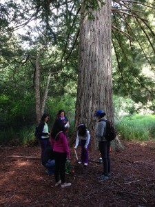 Students conduct scientific investigations of redwood trees as well as explore the forest in Little Basin.