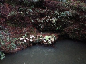 Lady fern leaves turn the Opal Creek bank white in Big Basin Redwoods State Park.