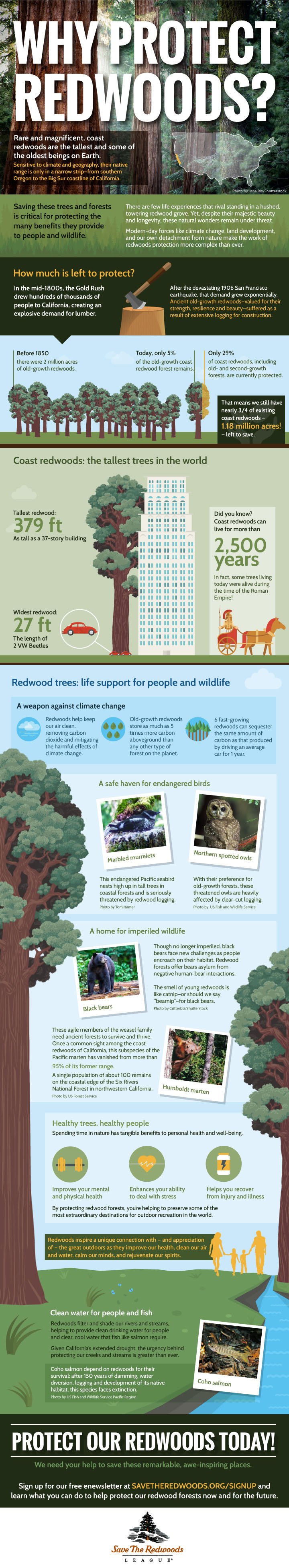 Why Protect Redwoods Infographic