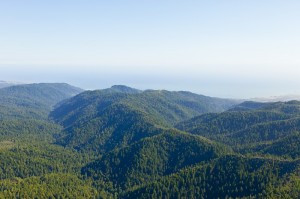 Photo of Big Basin area © 2011 William K  Matthias