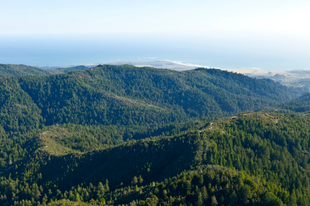 The spectacular San Vicente Redwoods will now be protected forever. Photo by William K Matthias, 2011.