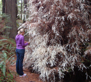 Albino redwood. Photo courtesy of Redwoods.info