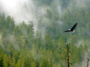 bald_eagle_and_foggy_forest