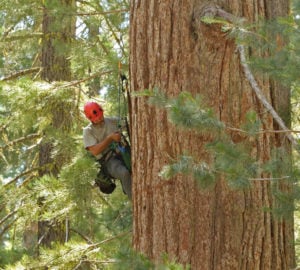 Researcher climbing a giant sequoia tree