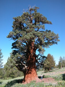 Bennett Juniper is quite large! Our property caretaker is standing to the right of the tree.