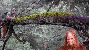 League scientist, Stephen Sillett, climbs into the redwood canopy...with Bigfoot? League scientist, Stephen Sillett, climbs into the redwood canopy...with Bigfoot?