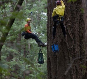 Reese Næsborg and Cameron Williams of UC Berkeley climbing an old-growth Douglas fir. Photo by Tonatiuh Trejo-Cantwell