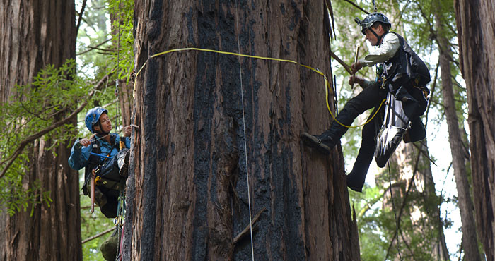 Stephen Sillett and Marie Antoine climbing Muir Woods redwoods.