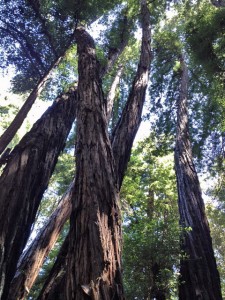 Forest of Nisene Marks State Park.