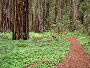 Grove in Hendy Woods State Park.