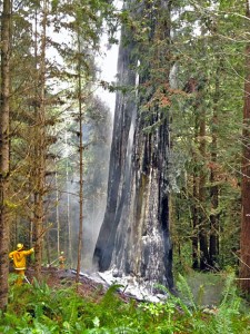 The ancient tree known as “Treebeard” has often been used as a traveler camp, and though burned from the inside many times, it has survived with some portions left dead from the fires. Photo by Mark Andre, Environmental Services