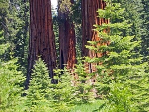 Giant sequoias in Mariposa Grove, Yosemite.