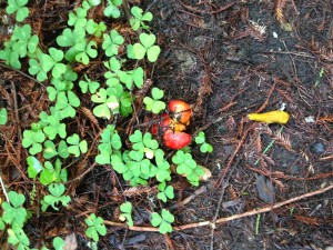 Sorrel and mushrooms in Portola Redwoods State Park.