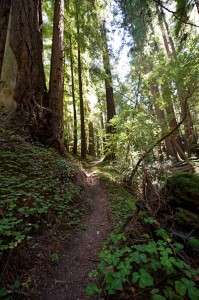 The trail along Peters Creek is beautiful, apparently. Photo by Paolo Vescia