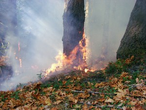 Deliberate burning as a restoration tool. Images by Leonel Arguello, National Park Service