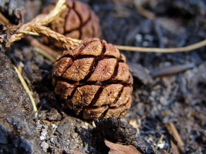 Giant sequoia cones. Photo by Mark Bult