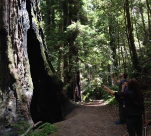 A basal hollow carved by fire like the one in this coast redwood can provide needed shelter for bats.