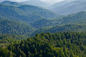 Aerial view of CEMEX Redwoods. Photo by  William K. Matthias