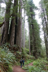 Hiking the James Irvine Trail in Prairie Creek Redwoods State Park.