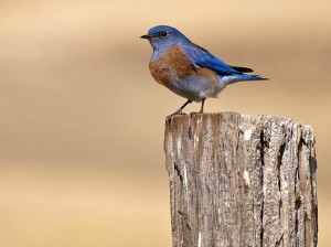 Western Bluebird (Sialia mexicana). Photo by ingridtaylar, Flickr Creative Commons