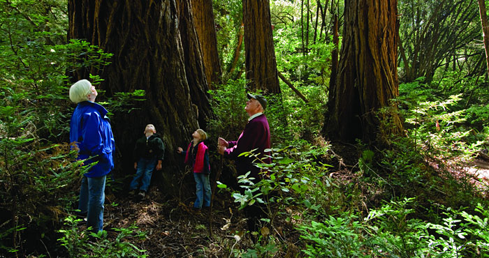 No matter what your age, spending time among the redwoods can be a rewarding experience. Photo by Paolo Vescia