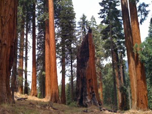 A sequoia grove after fuels reduction. 