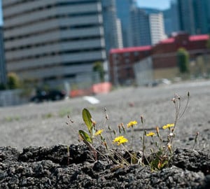 Nature persists in the paved expanses of the urban jungle. Photo by Luke McGuff, flickr creative commons.