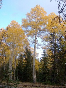 Aspens in Utah. Photo by Fool-On-The-Hill, Flickr Creative Commons