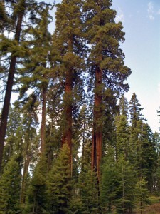 Fire-suppressed sequoia grove – note the large fire scar on the giant sequoia on the right. 