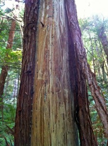 Scraping teeth of a bear left this young redwood missing bark.