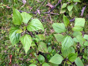 Ageratina adenophora