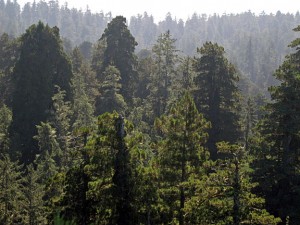 Giant redwood crowns loom over a canopy of lesser trees (Picea sitchensis, Tsuga heterophylla) in JSRSP. Photo by Stephen Sillett