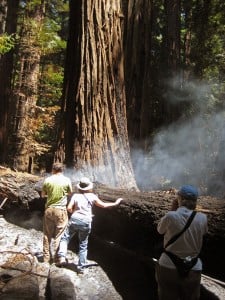 Fires and humans shape redwood forests.