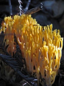 Coral fungus in the redwood forest.