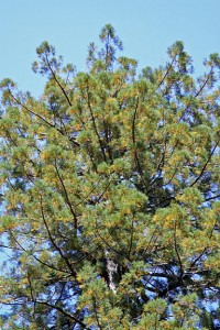 Coast redwood boasting colorful fall leaves at Humboldt Redwoods State Park in August.