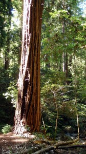 Majestic coast redwood tree.