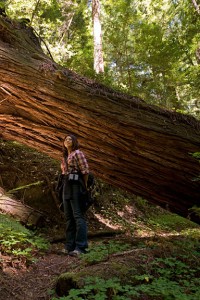 Enjoying the redwoods of our Santa Cruz Mountains Old-Growth project.