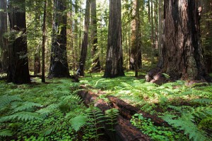 Montgomery Woods State Park. Photo by Peter Buranzon