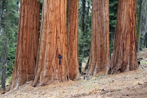 Fire damage to giant sequoias.