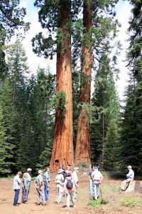 Giant Sequoia