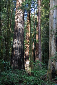 Hiking in Big Basin State Park.