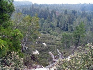 Looking down from the dry sandhills to the dewy redwoods below.